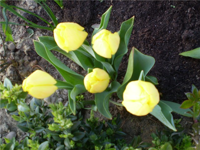 tulipan